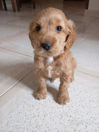 Cani cocker espaniel