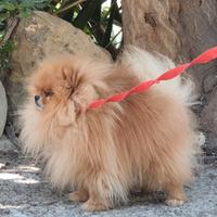 Spitz Pomerania super bello