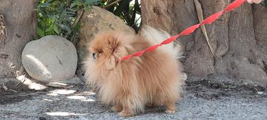 Spitz Pomerania super bello
