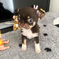 Chihuahua femmina e maschio