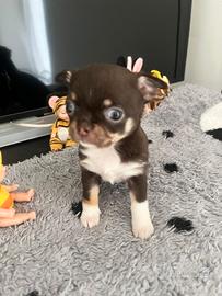 Chihuahua femmina e maschio
