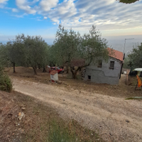 Oliveto in toscana con annessi agricoli