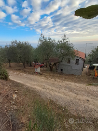 Oliveto in toscana con annessi agricoli