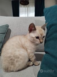 Bengala femmina