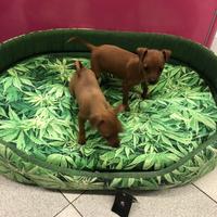 Cucciole pinscher taglia piccola