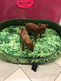 Cucciole pinscher taglia piccola