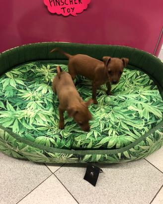 Cucciole pinscher taglia piccola