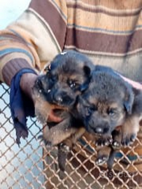 Cuccioli di pastore tedesco