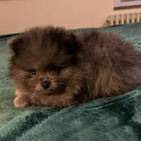 Spitz Pomerania Blue Merle