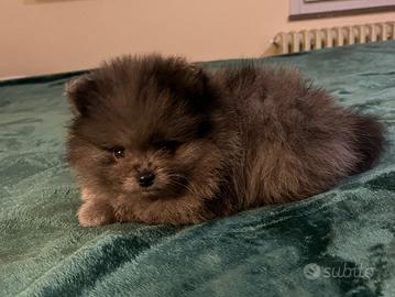 Spitz Pomerania Blue Merle