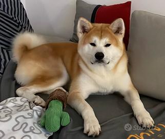 Akita Inu Giappinese per accoppiamento