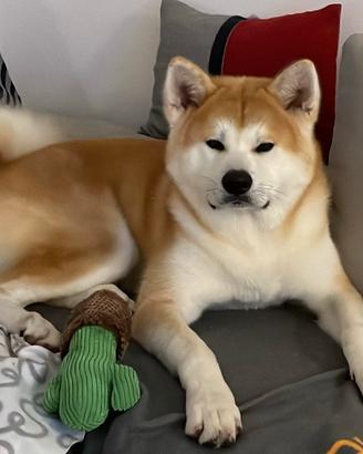 Akita Inu Giappinese per accoppiamento