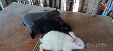 Conigli da compagnia