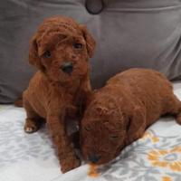 Barboncini Taglia Toy con pedigree enci