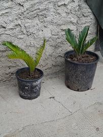 Piante di cycas