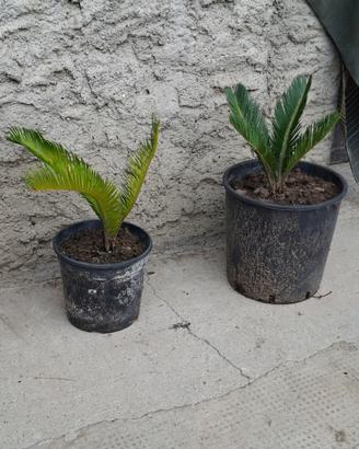 Piante di cycas