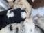 Immagine 4