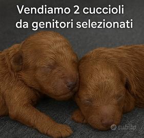 Cuccioli di barboncini nani da genitori scelti