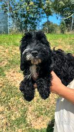 Mazda cucciola di cockapoo