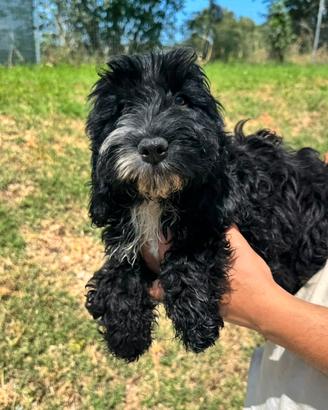 Mazda cucciola di cockapoo