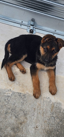 Cucciola pastore tedesco