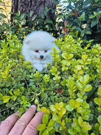 Spitz
