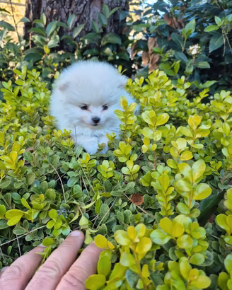 Spitz