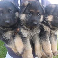 Cuccioli di pastore tedesco