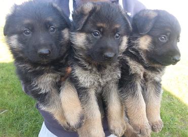 Cuccioli di pastore tedesco