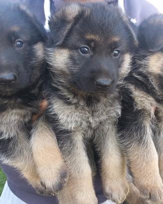 Cuccioli di pastore tedesco