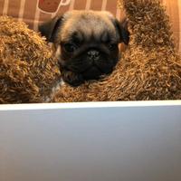 Carlino cucciolo subito disponibile