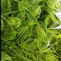 3 talee Ceratofilum pianta galleggiante acquario 