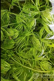 3 talee Ceratofilum pianta galleggiante acquario 