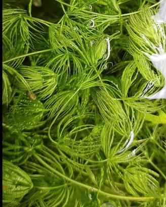 3 talee Ceratofilum pianta galleggiante acquario 