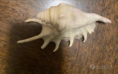 Conchiglia di ragno (spider conch)