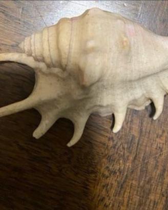 Conchiglia di ragno (spider conch)