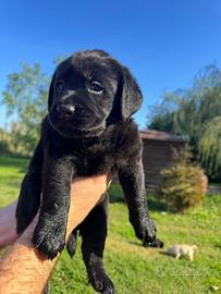 Cuccioli di Labrador