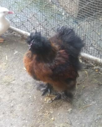 Galline MOROSETA