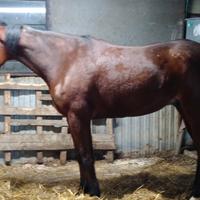 Cavallo trotter di 4 anni