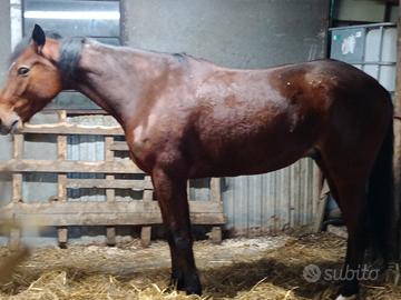 Cavallo trotter di 4 anni