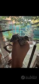 Quaglie cinesi