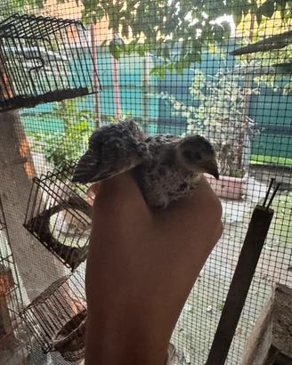 Quaglie cinesi