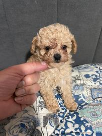 Barboncina albicocca toy