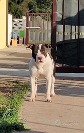 Amstaff puppy
