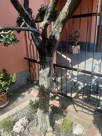 ulivo toscano