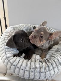 Bull dog francesi