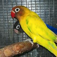 Coppia insep mascherato Pez verde x cobalto viola