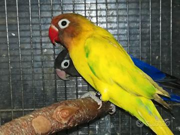 Coppia insep mascherato Pez verde x cobalto viola