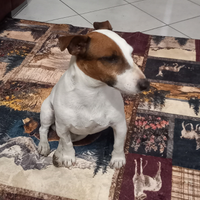 Jack Russel maschio disponibile accoppiamento