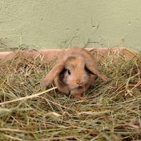 Conigli coniglietti nani Ariete per minilop